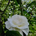 Perla No1 アパート